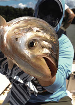A caught example of invasive carp