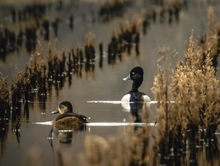 A pair of ring-necked ducks cruising the wetlands
