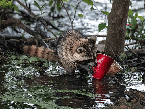 A wet raccoon finds a red plastic cup in the wilderness