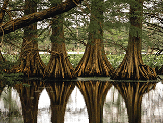 A view of the Tennessee waterways treeline