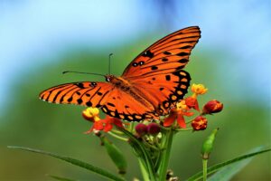 A passing fritillary on flowers