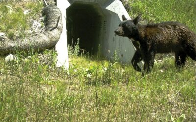 Wildlife Crossing Efforts in Great Smoky Mountains