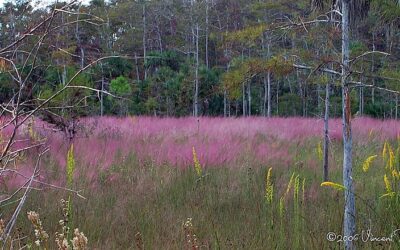 Native Grasses Offer A Great Addition To Your Wildlife Habitat