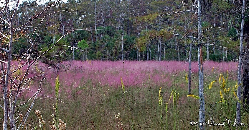 Native grasses, such as this Pink Muhly Grass, not only add texture and visual interest to your garden, but are a great addition to any Certified Wildlife Habitat. Photo credit: Leppyone, Flickr