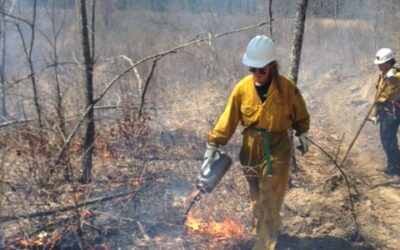 Grant to Restore 5,400 Acres of Cumberland Plateau Habitat