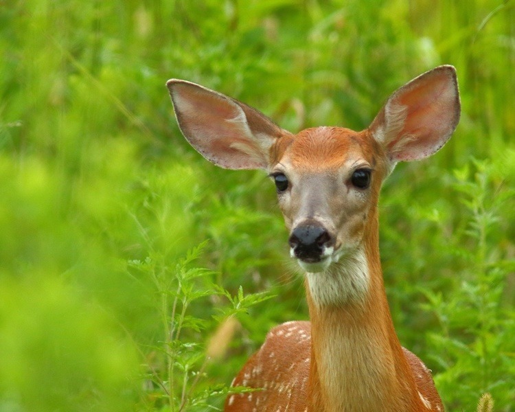 Fawn standing among bright green shrubbery