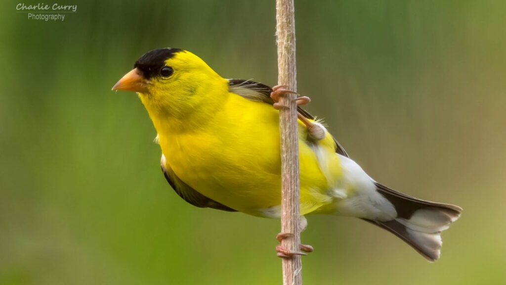 Goldfinch perched