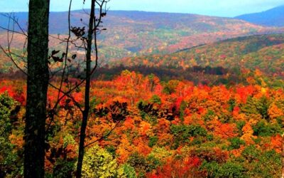Tennessee Wildlife Federation to Restore 6,800 Acres of Cumberland Plateau Habitat
