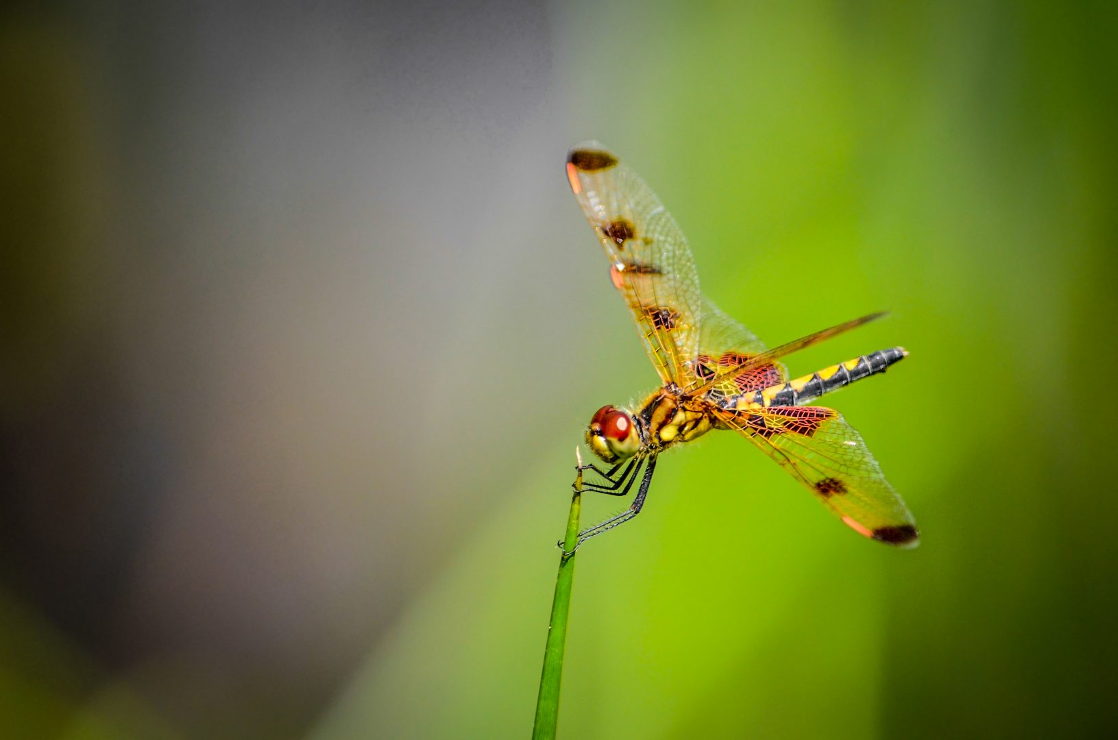 Callico pennant dragonfly holding on to the end of a blade of grass.