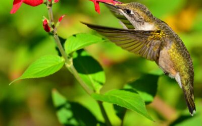 Federation Proud Supporter of Warner Park Nature Center BIRD Program