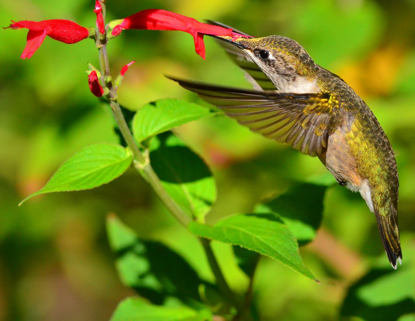 Hummingbird with its beak inside a red flower