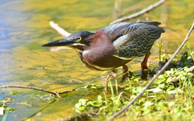 Habitat Restoration Projects Under Construction