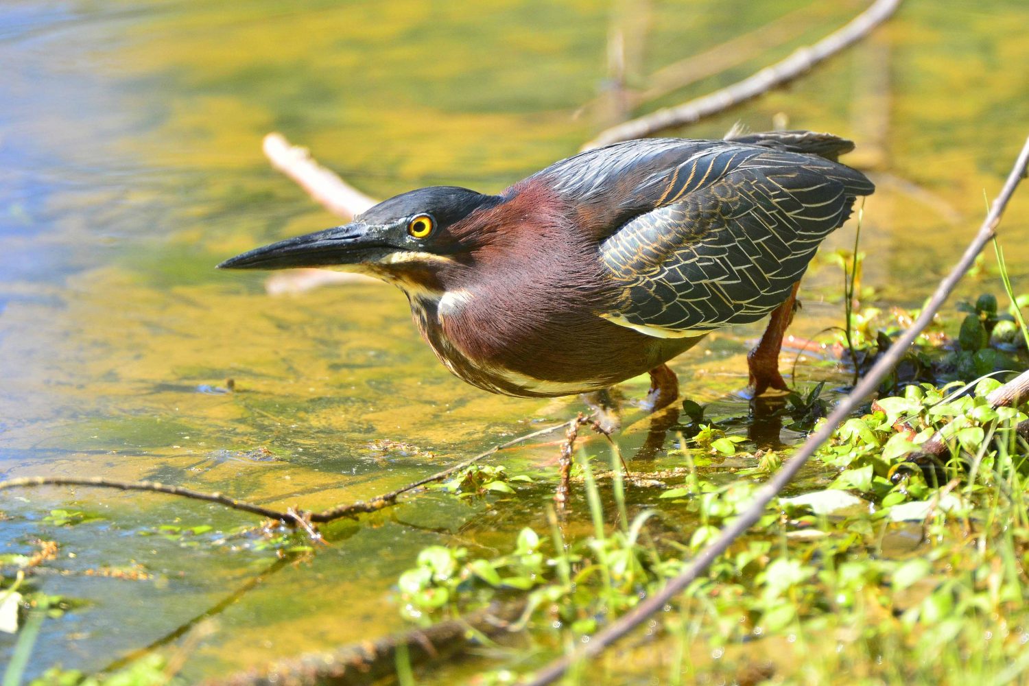 Green heron wading into algae-covered water.