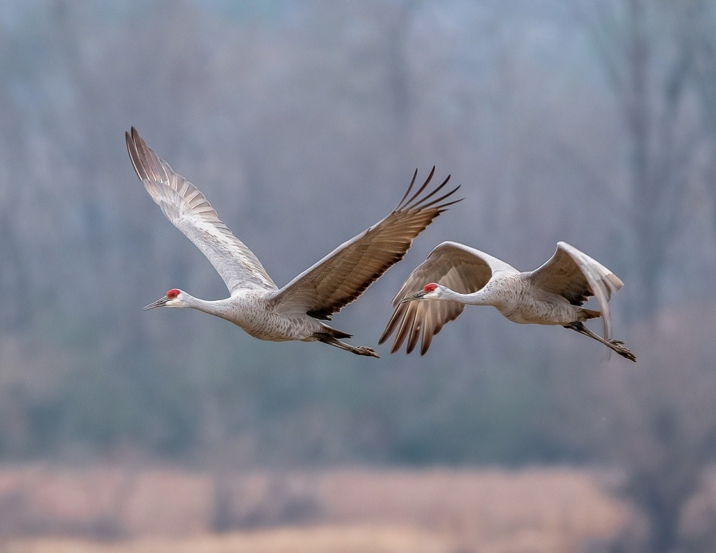 Two sandhill cranes flying