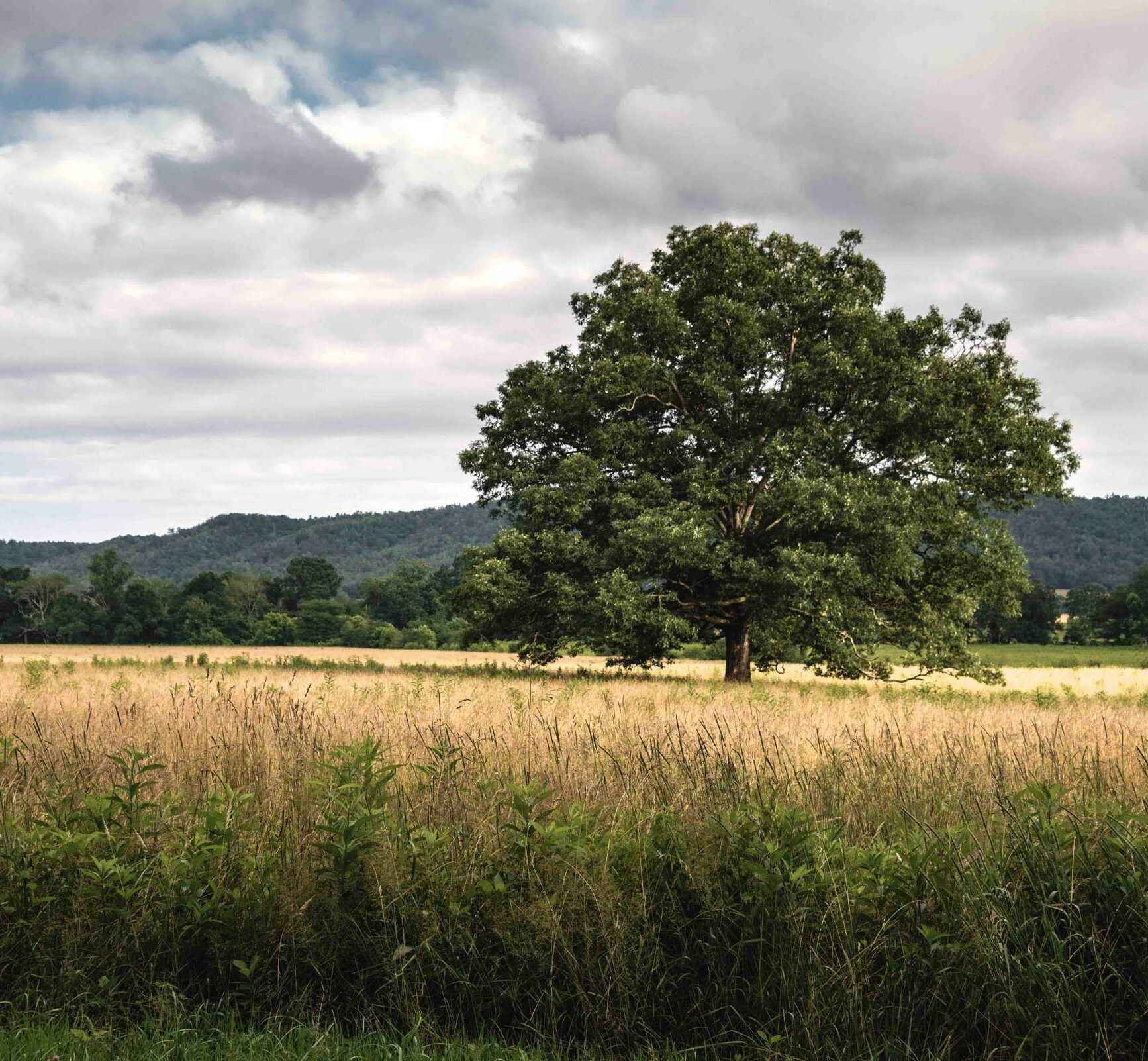 Grassland with a tree