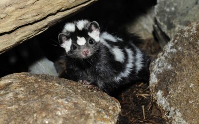 Tennessee’s Eastern Spotted Skunk is Getting Harder to Spot