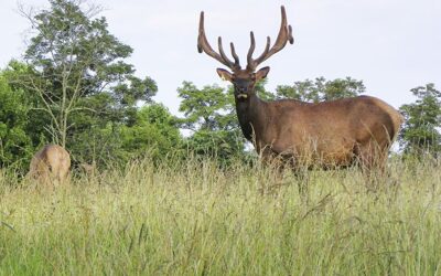 Elk Restoration in Tennessee, 2003