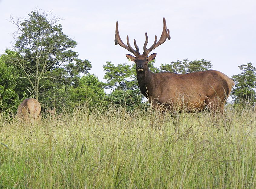 Bull elk standing in a field of tall grass