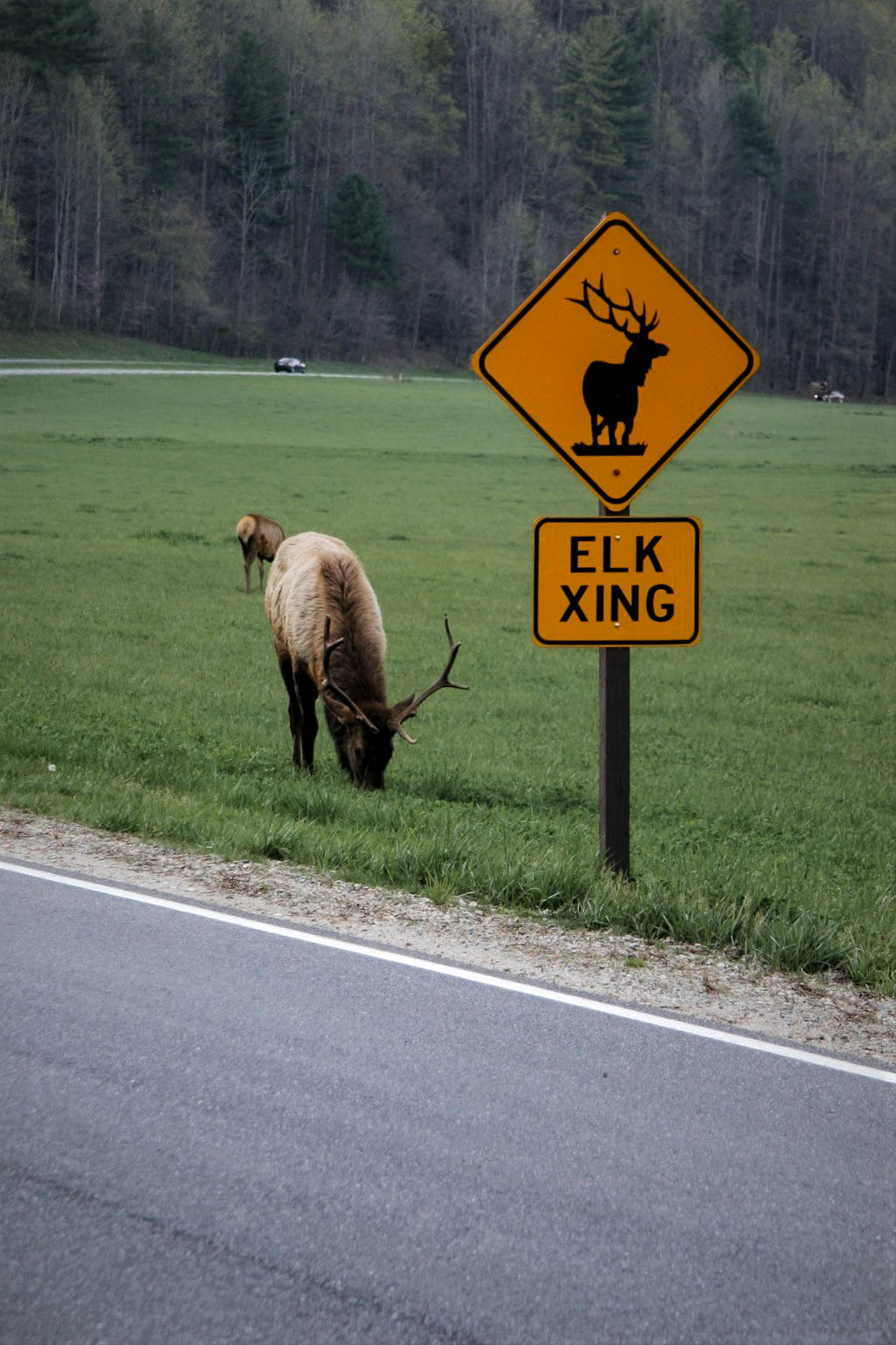 Elk graving next to a Elk Xing road sign