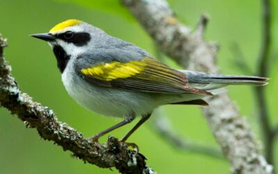 Proposed Legislation Could Keep This Warbler in Song
