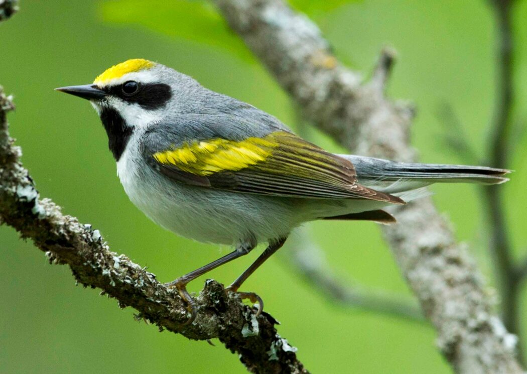 Profile view of a golden-winged warbler standing on a tree branch. The mostly gray bird has bright yellow patches on its wing and the top of its head, and dark patches over its eye and under its beak.