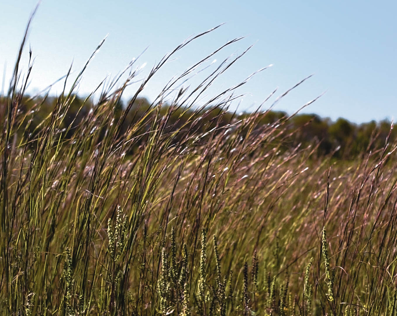 Native grasses