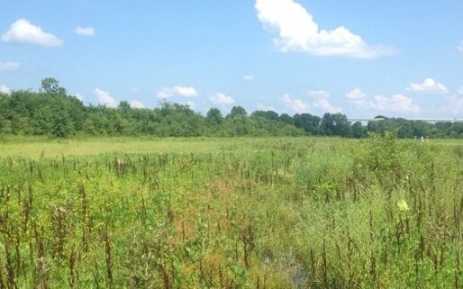 Grassy field at wetland site.