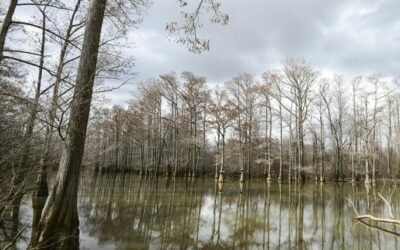 Protecting the Hatchie Scenic River