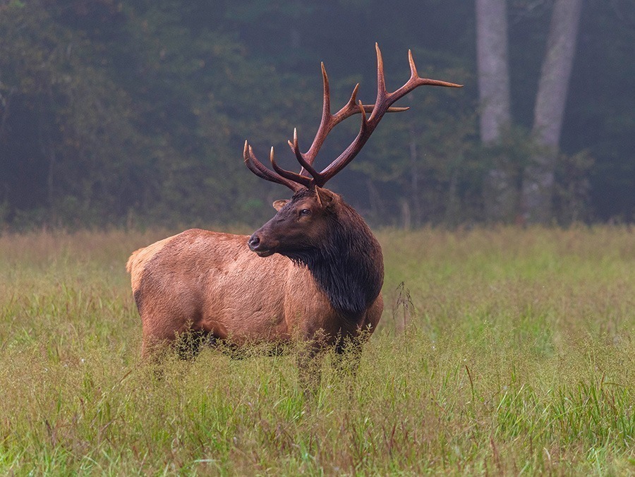 Bull elk standing in a field