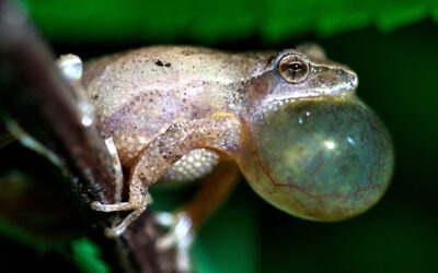 Tennessee Frogs are Ready for Spring