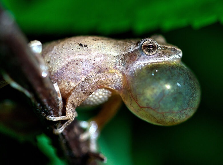 Spring peeper (a species of frog) with vocal sac inflated.
