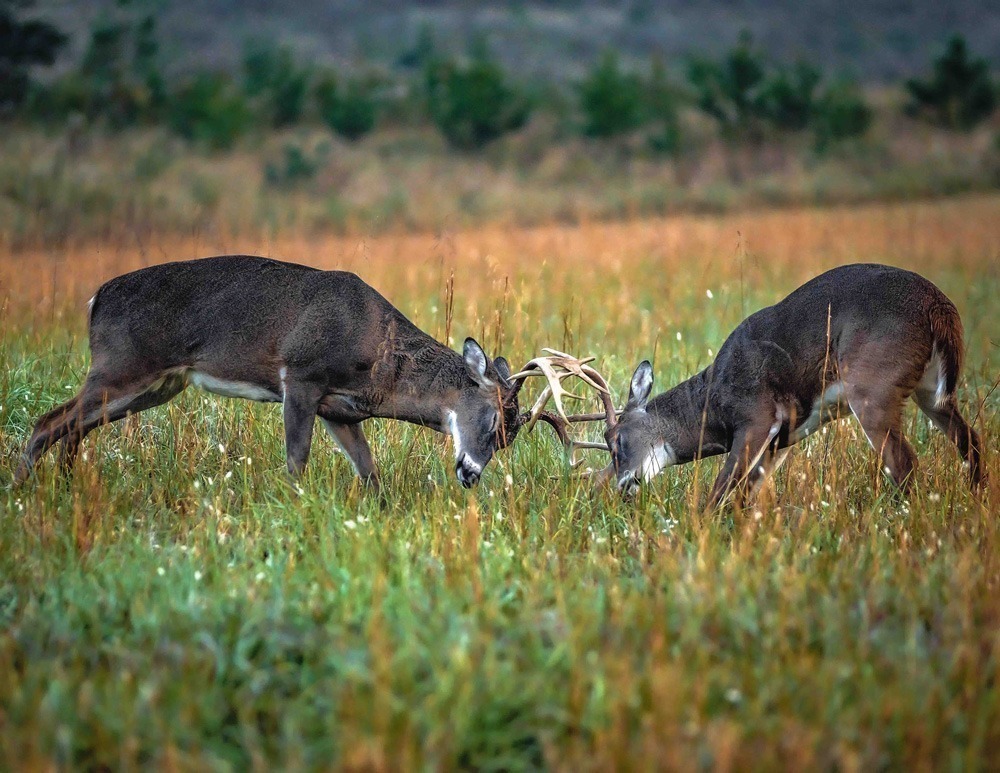 Deer fighting in a field