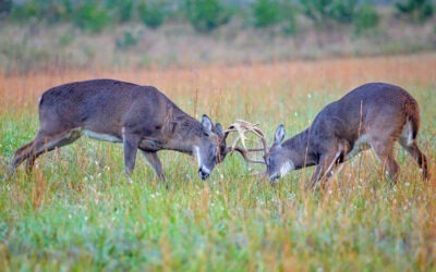 Combating CWD with Landowner Alliance