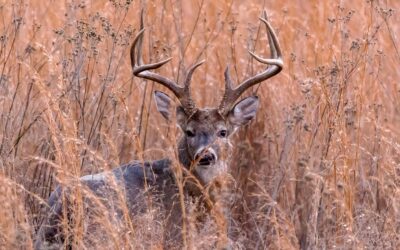 Funding, Time Remains for Hunters to Donate Deer to Feed Those Out of Work