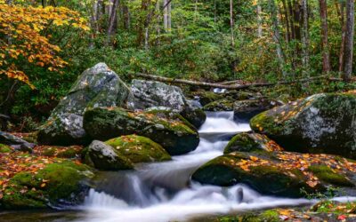 Conservation Groups File to Defend Longstanding Clean Water Protections