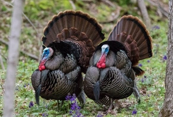 Two turkeys with tails fanned out.