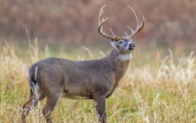 This Thanksgiving, Hunters Can Donate Deer to Help Others Give Thanks