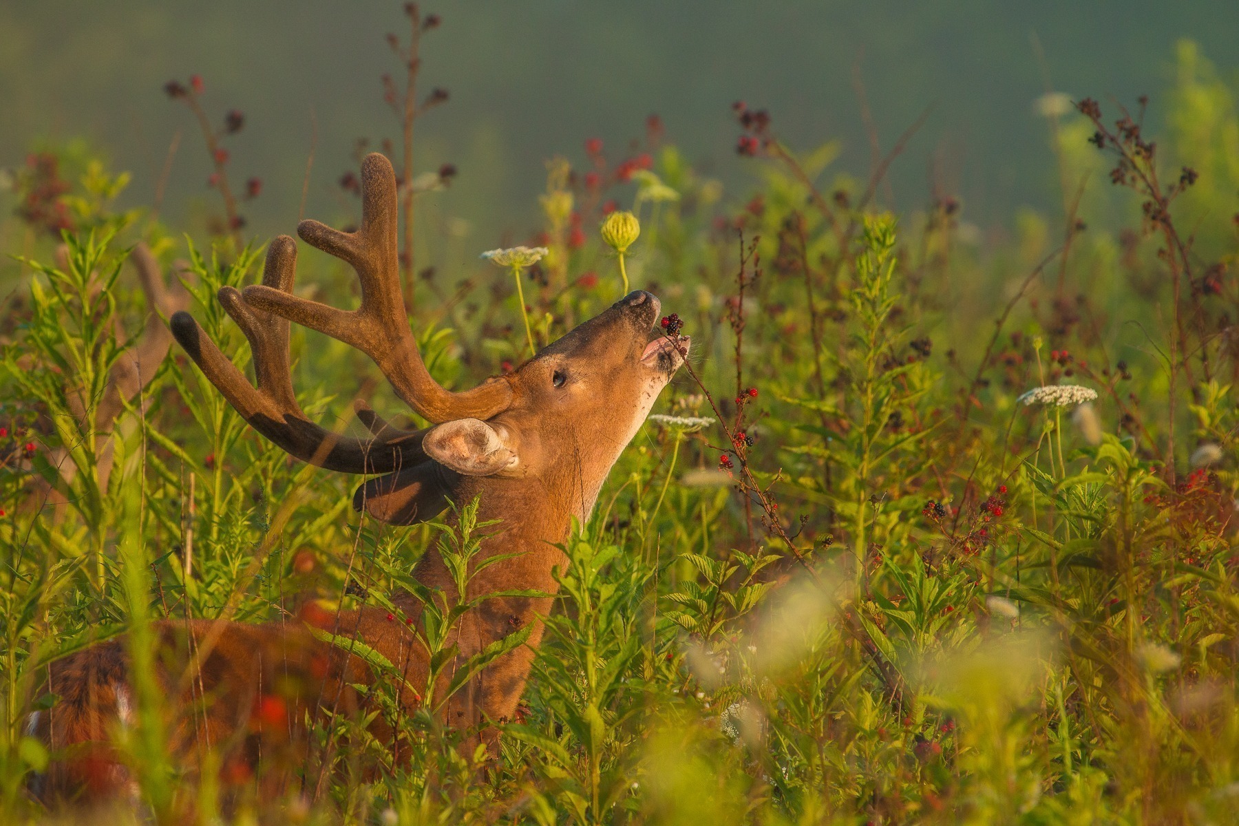 A deer in velvet feeding on berries.