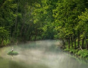 Morning mist on the river as a blue heron stands watch