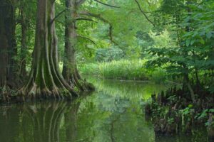 Cypress swamp in shades of green