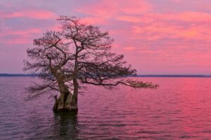 Sunrise at Reelfoot Lake is colored pink and purple