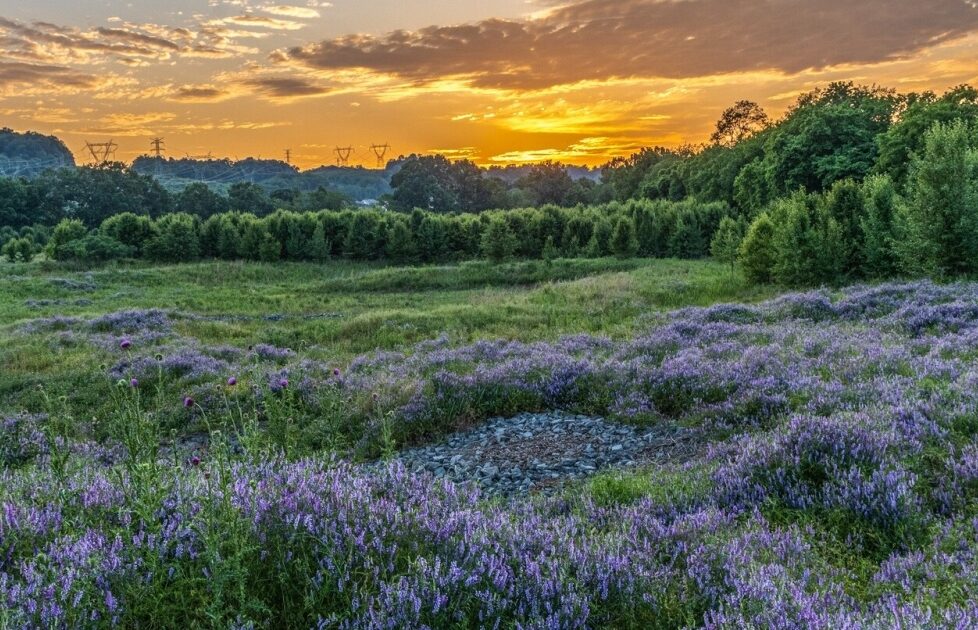 Sunset over a field of purple wildflowers.