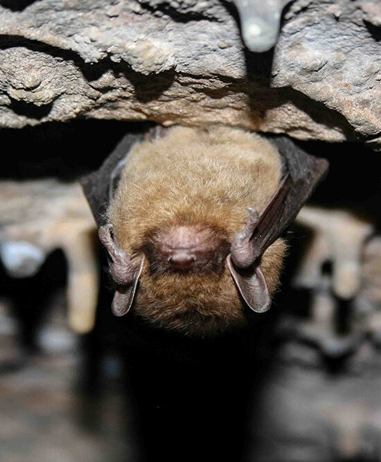 Little brown bat hanging upside down