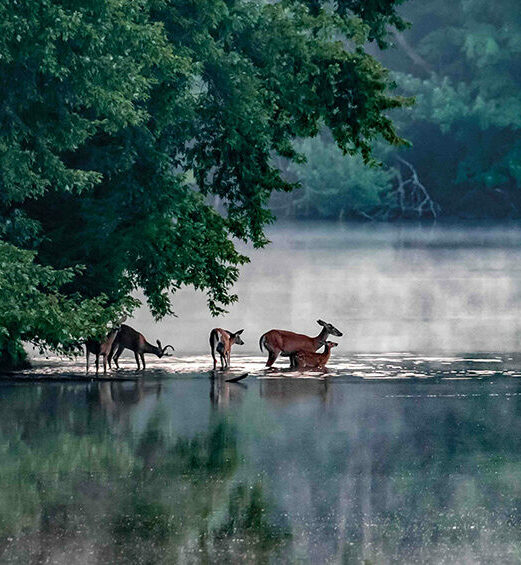 Five deer in a river