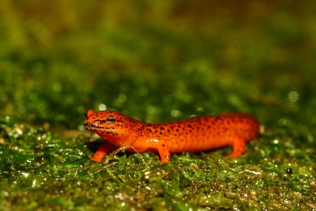 Bright red-orange salamander on wet, mossy ground.
