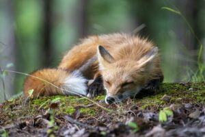 A sleeping red fox