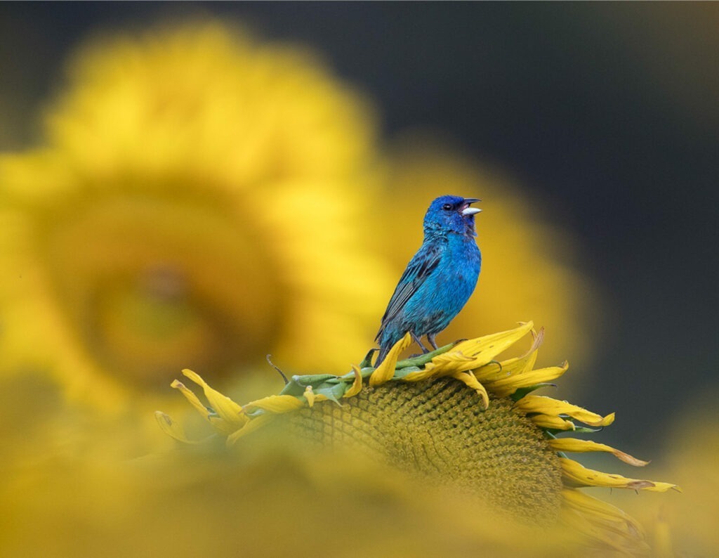 Calendar Cover photo, "Just an Old Fashioned Love Song" by Donna Bourdon. Indigo bunting standing on top of a sunflower. 