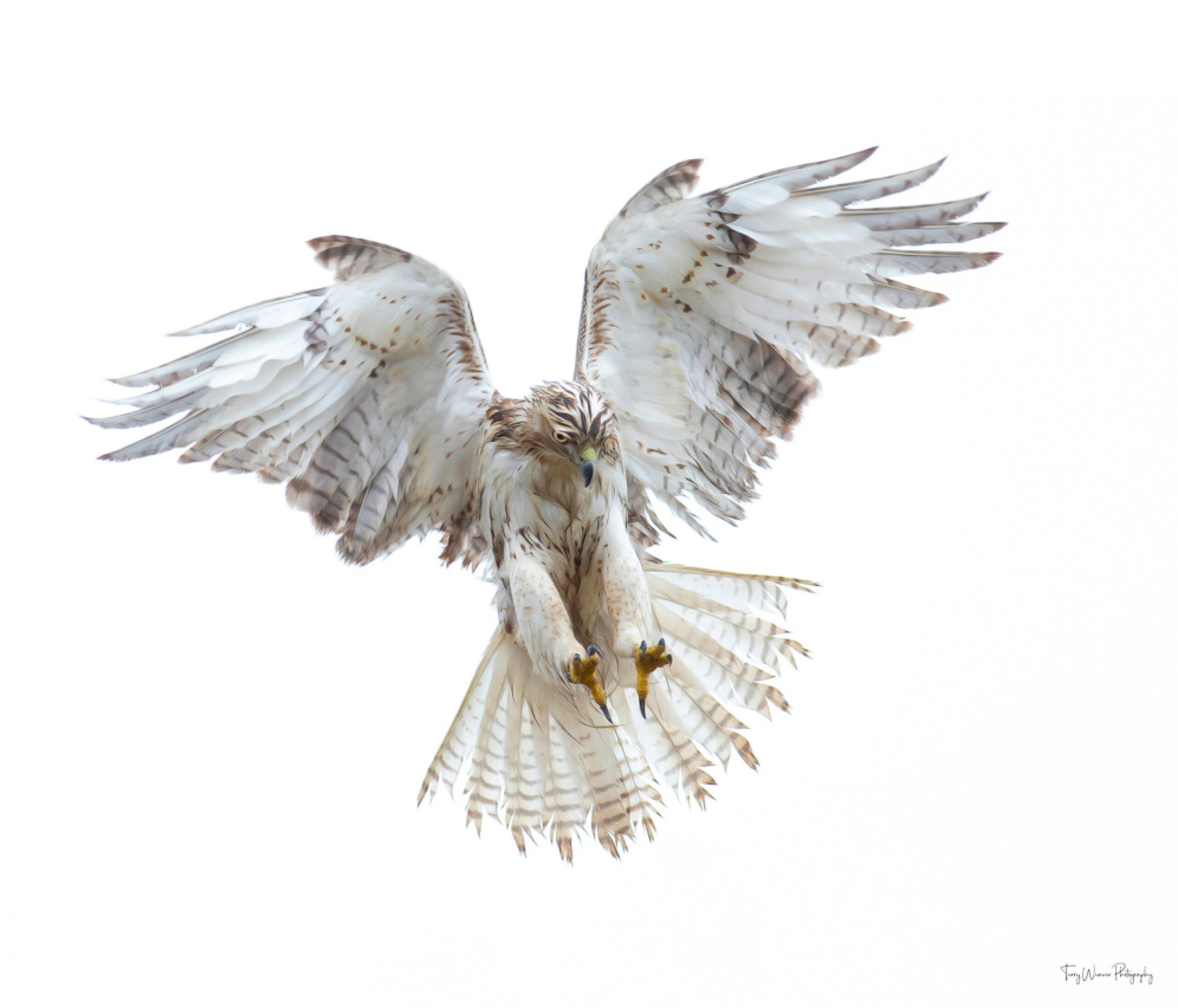 People's Choice winning photo, "Angel Hawk" by Terry Weaver. Photo features the underside of a hawk with wings spread, coming down for a landing.