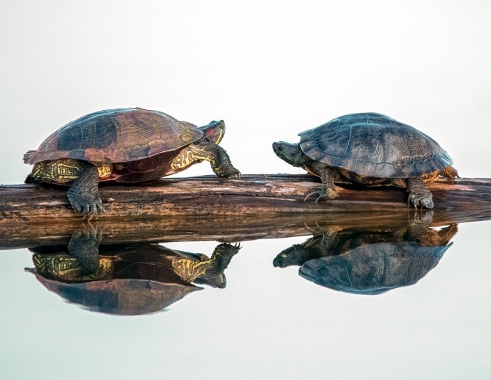 two turtles on a log