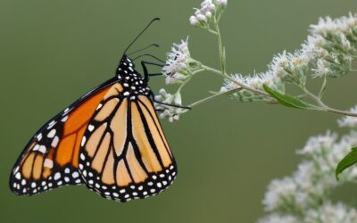 Create and Certify Your Own Backyard Habitat to Help Wildlife